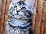 Vanda - Maine Coon Cat For Sale - Brighton&comma; CO&comma; US