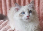 Nayada - Siberian Cat For Sale - Brighton&comma; CO&comma; US