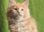 Wolf - Maine Coon Cat For Sale - Brighton&comma; CO&comma; US