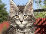 Porsche - Maine Coon Cat For Sale - Brighton&comma; CO&comma; US