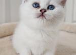 Quentin - British Shorthair Kitten For Sale - Washington&comma; DC&comma; US