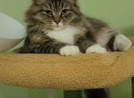 Mara - Siberian Cat For Sale - New York&comma; NY&comma; US