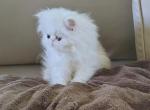 White female - Persian Kitten For Sale - Greenwood&comma; SC&comma; US