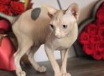Female sphynx - Sphynx Cat For Sale - Mundelein&comma; IL&comma; US