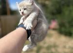 Sneezy - Polydactyl Kitten For Sale - Absarokee&comma; MT&comma; US