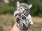 Doc - Highlander Kitten For Sale - Absarokee&comma; MT&comma; US