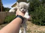 Happy - Highlander Kitten For Sale - Absarokee&comma; MT&comma; US
