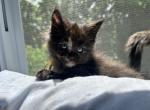 Purebred Maine Coon Dottie - Maine Coon Kitten For Sale - St&period; Louis&comma; MO&comma; US