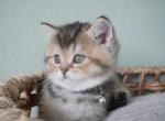 Wally - Scottish Straight Cat For Sale - Henderson&comma; NV&comma; US