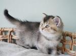 Waffles - Scottish Straight Cat For Sale - Henderson&comma; NV&comma; US