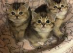 Maverick Max Teddy - Scottish Straight Cat For Sale - North Richland Hills&comma; TX&comma; US
