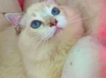 MAX - Ragdoll Cat For Sale - Irvine&comma; CA&comma; US