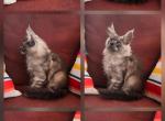 Aria 2 - Maine Coon Kitten For Sale - Alexandria&comma; SD&comma; US