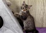 Westin - Siberian Cat For Sale - Duncansville&comma; PA&comma; US