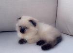 Lovely - Scottish Fold Cat For Sale - Vancouver&comma; WA&comma; US