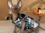 Vitas - Sphynx Cat For Sale - Miami&comma; FL&comma; US