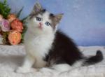 Thea - Minskin Cat For Sale - Miami&comma; FL&comma; US
