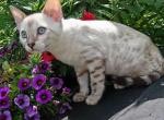 Hanna - Bengal Cat For Sale - Norwalk&comma; CT&comma; US