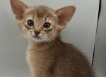 Eshka - Abyssinian Cat For Sale - Norwalk&comma; CT&comma; US