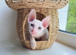 Hysena - Cornish Rex Cat For Sale - Miami&comma; FL&comma; US