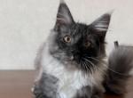 Hugo - Maine Coon Cat For Sale - Hollywood&comma; FL&comma; US