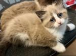 Seal Mink Bicolor Girl - Ragdoll Cat For Sale - Marlborough&comma; MA&comma; US