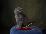 Bobby - Scottish Fold Cat For Sale - North Richland Hills&comma; TX&comma; US