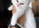 Lilac female little white mark - Ragdoll Kitten For Sale - Butler&comma; PA&comma; US