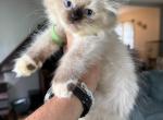 Seal mitted male - Ragdoll Kitten For Sale - Butler&comma; PA&comma; US