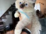 Seal mitted male blue - Ragdoll Kitten For Sale - Butler&comma; PA&comma; US
