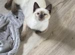 Black collar - Siamese Cat For Sale - Meadville&comma; PA&comma; US