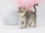 Blue golden spotted Scottish straight boy - Scottish Straight Cat For Sale - Spokane&comma; WA&comma; US