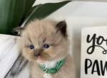 Green collar - Ragdoll Kitten For Sale - Meadville&comma; PA&comma; US