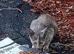 Angelina - American Shorthair Cat For Adoption - Fort Lauderdale&comma; FL&comma; US