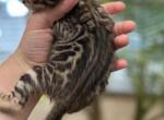 June kittens - Bengal Kitten For Sale - Denver&comma; CO&comma; US