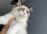 Bicolor Ragdoll - Ragdoll Cat For Sale - Millsboro&comma; DE&comma; US