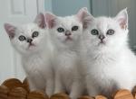 Burmilla Silver British Shorthair hybrid - Burmilla Kitten For Sale