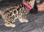 Cordelia - Bengal Cat For Sale - CO&comma; US