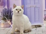 Dana - Scottish Straight Cat For Sale - Los Angeles&comma; CA&comma; US