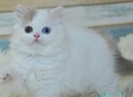 Kameliya - Scottish Straight Kitten For Sale - Pembroke Pines&comma; FL&comma; US