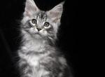 Basta - Maine Coon Cat For Sale - Hollywood&comma; FL&comma; US