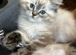 Chino - Himalayan Cat For Sale - Annandale&comma; VA&comma; US