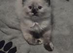 Purple Girl - Balinese Kitten For Sale - Dallas&comma; TX&comma; US