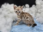 TICA snow sepia male Roux - Bengal Kitten For Sale - Daytona Beach&comma; FL&comma; US