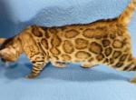 Apollo Kittens - Bengal Cat For Sale - New Port Richey&comma; FL&comma; US