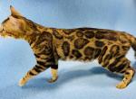 Iris Kittens - Bengal Cat For Sale - 