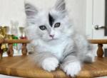 Ivi - Maine Coon Cat For Sale - Hollywood&comma; FL&comma; US