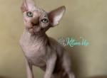 Gabi - Sphynx Cat For Sale - Miami&comma; FL&comma; US