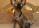 Valdis - Sphynx Cat For Sale - Miami&comma; FL&comma; US