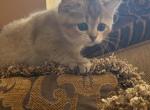 Litter B - Scottish Straight Kitten For Sale - Rio Linda&comma; CA&comma; US